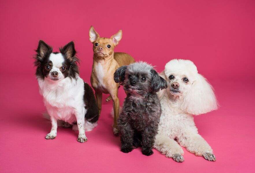 Como montar um Pet Shop em 12 passos