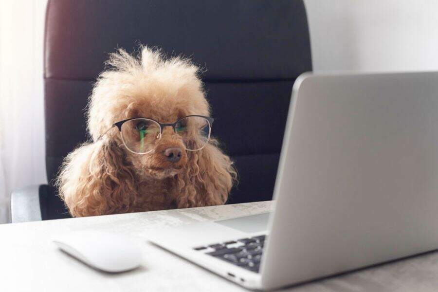 Facebook para Pet Shop vender mais
