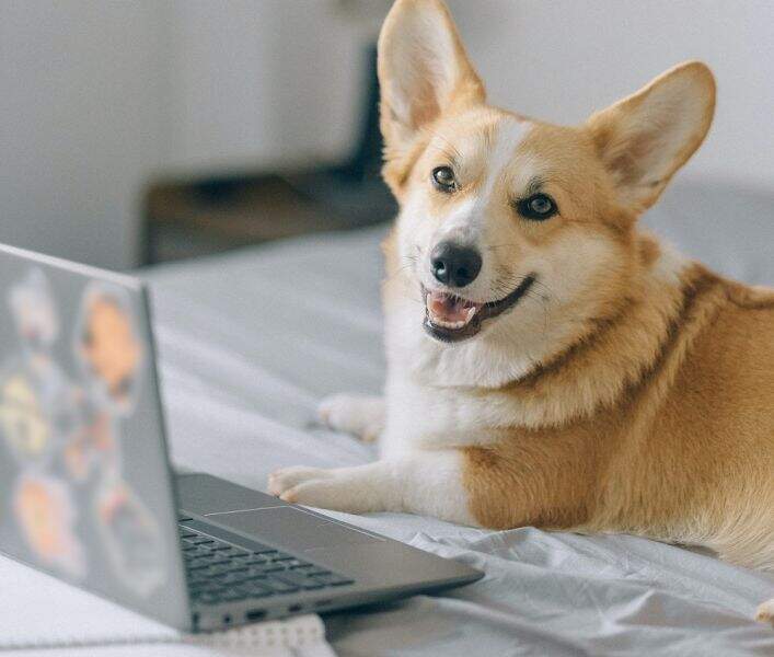 Como fazer seu Pet Shop aparecer no Google