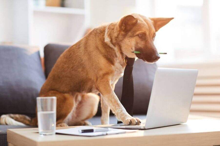 Software para Pet Shop